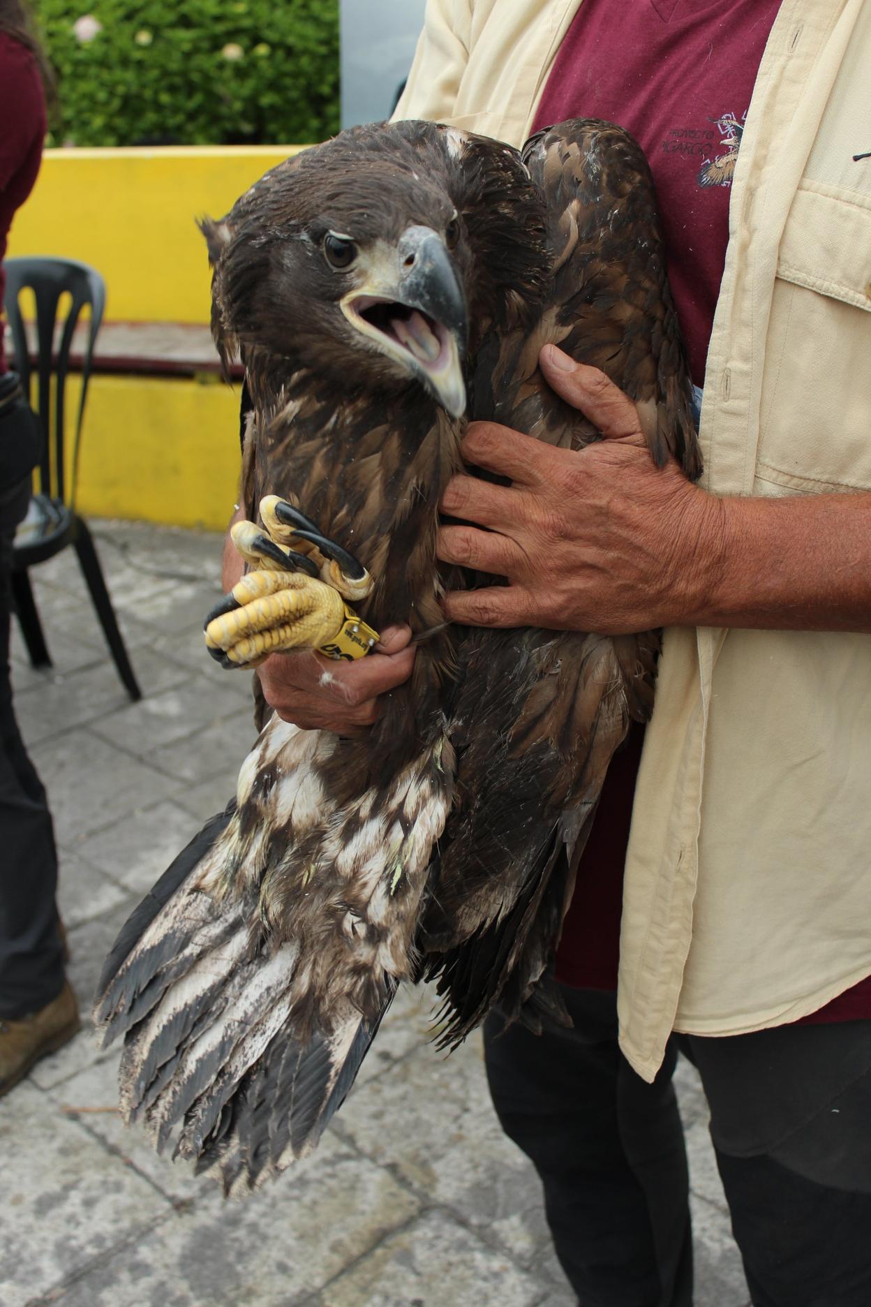Un ejemplar de pigargo.