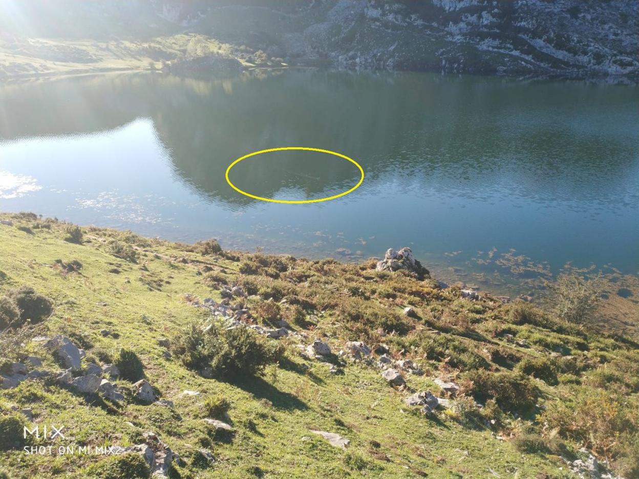 El «extraño ser» avistado en el lago Enol el pasado viernes. 