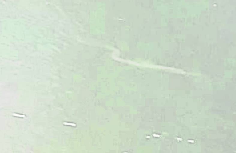 Una fotografía aumentada muestra la longitud del ejemplar.