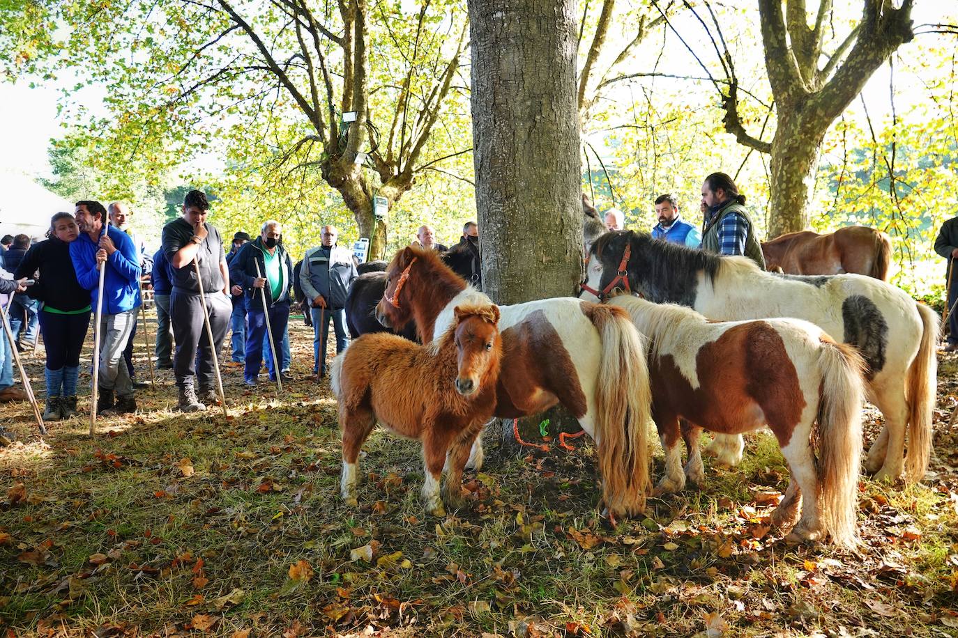 Tras la pasada edición marcada por la pandemia, el certamen de Santa Teresa ha reunido a unas 1.200 reses en el recinto de la piscifactoría, de nuevo con presencia de público