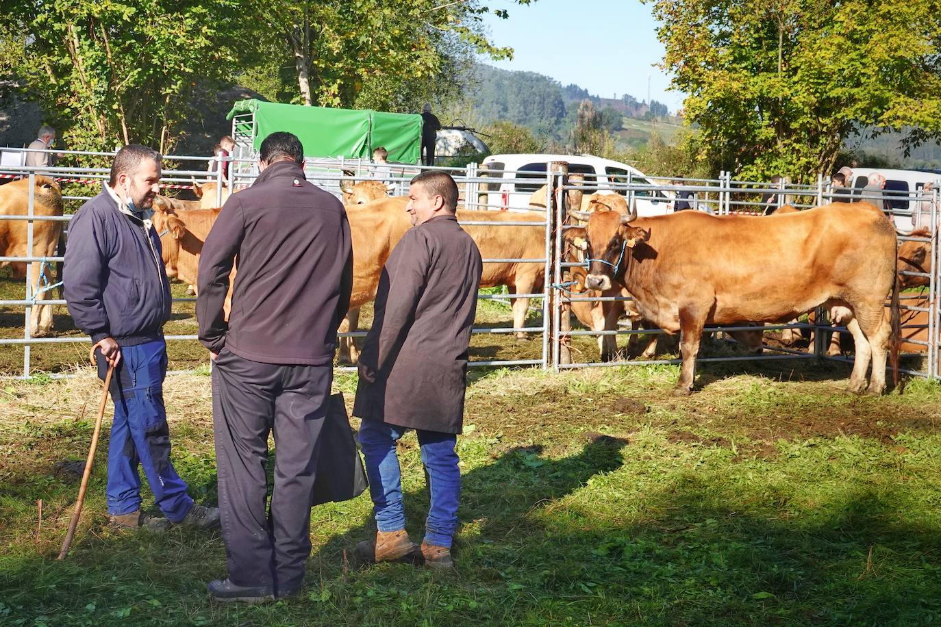 Tras la pasada edición marcada por la pandemia, el certamen de Santa Teresa ha reunido a unas 1.200 reses en el recinto de la piscifactoría, de nuevo con presencia de público