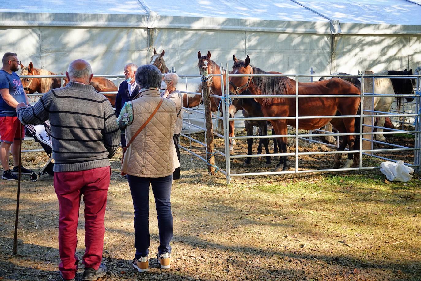 Tras la pasada edición marcada por la pandemia, el certamen de Santa Teresa ha reunido a unas 1.200 reses en el recinto de la piscifactoría, de nuevo con presencia de público