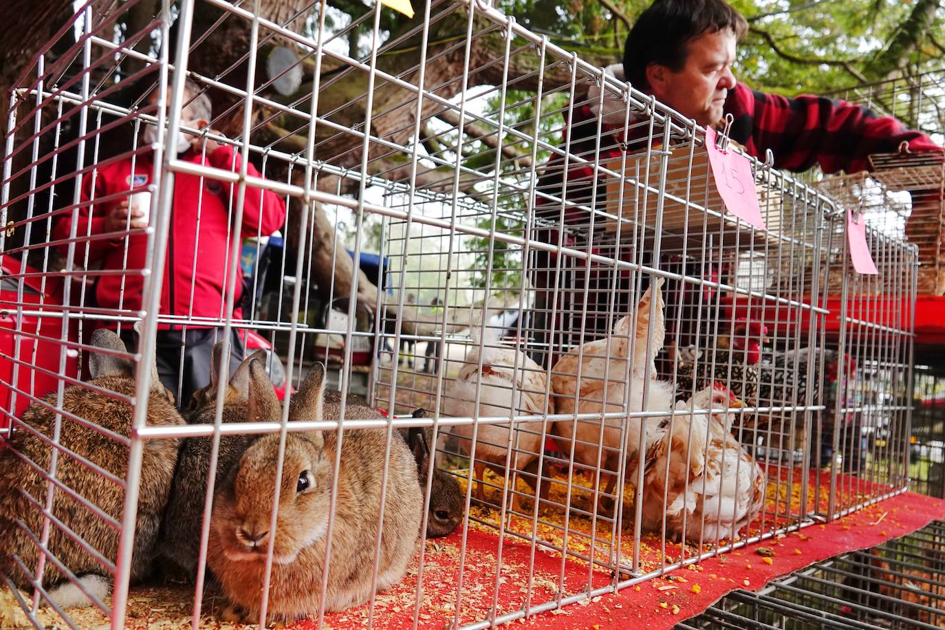 Tras la pasada edición marcada por la pandemia, el certamen de Santa Teresa ha reunido a unas 1.200 reses en el recinto de la piscifactoría, de nuevo con presencia de público