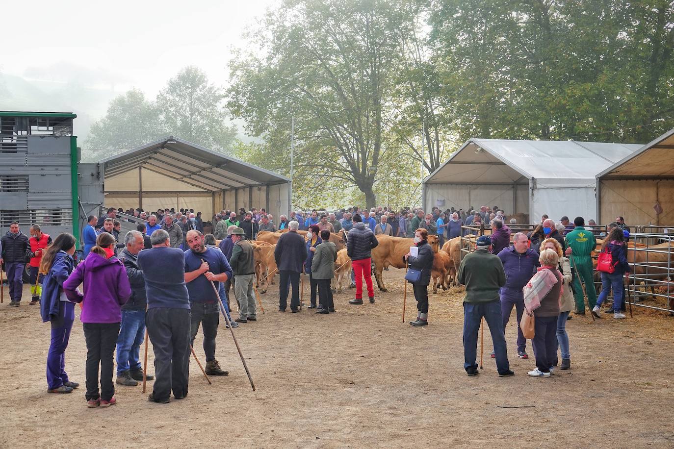 Tras la pasada edición marcada por la pandemia, el certamen de Santa Teresa ha reunido a unas 1.200 reses en el recinto de la piscifactoría, de nuevo con presencia de público