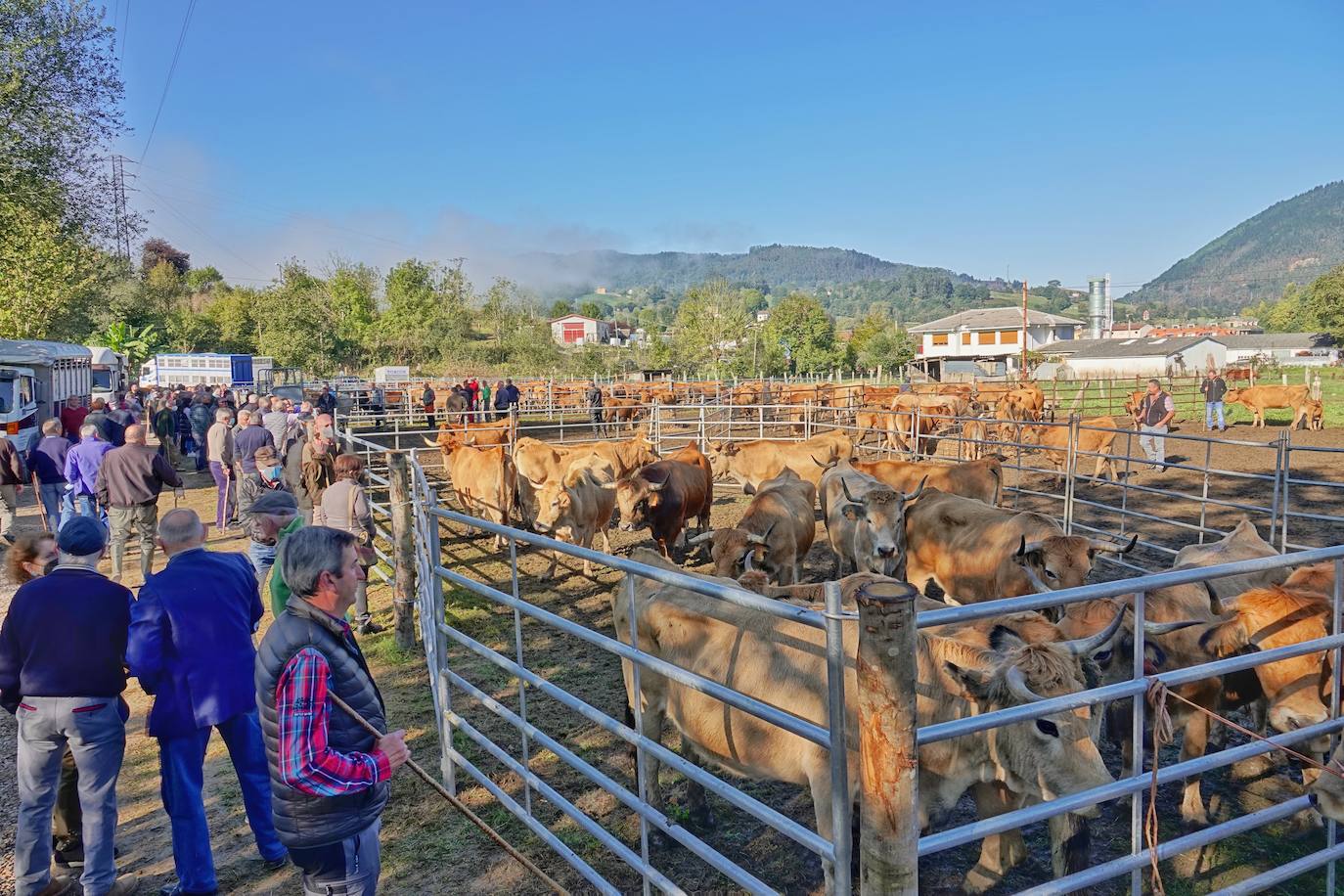 Tras la pasada edición marcada por la pandemia, el certamen de Santa Teresa ha reunido a unas 1.200 reses en el recinto de la piscifactoría, de nuevo con presencia de público