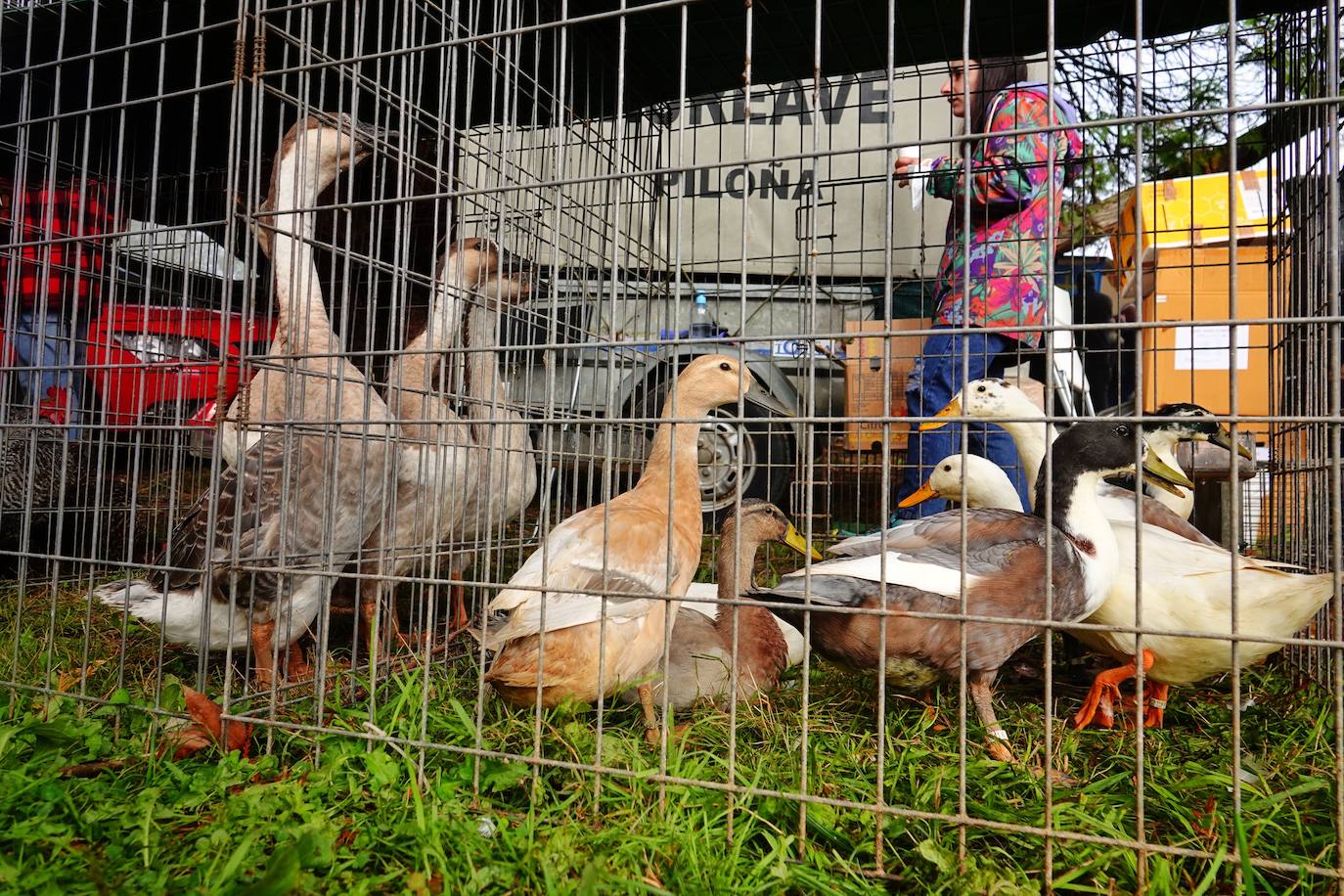 Tras la pasada edición marcada por la pandemia, el certamen de Santa Teresa ha reunido a unas 1.200 reses en el recinto de la piscifactoría, de nuevo con presencia de público