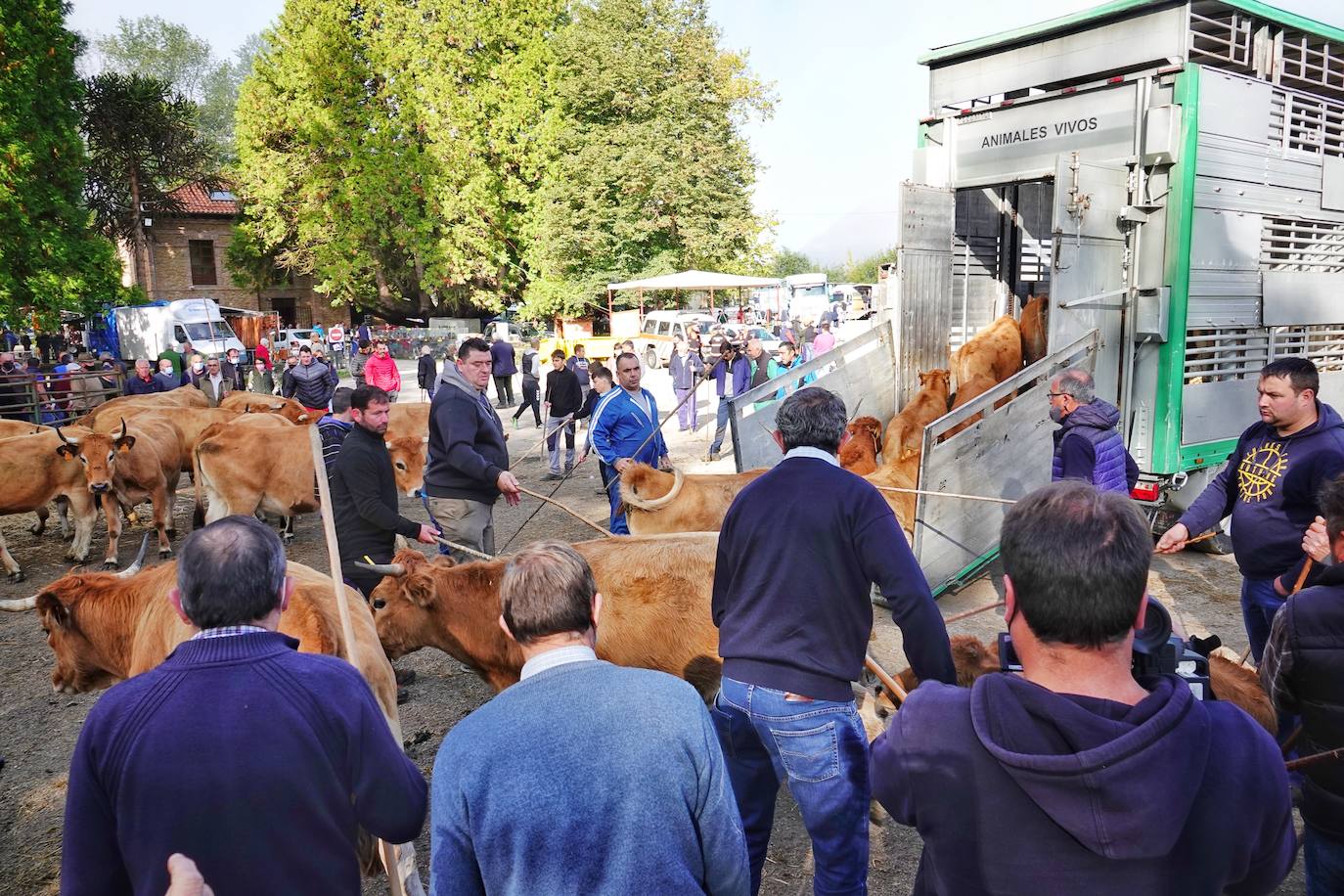Tras la pasada edición marcada por la pandemia, el certamen de Santa Teresa ha reunido a unas 1.200 reses en el recinto de la piscifactoría, de nuevo con presencia de público