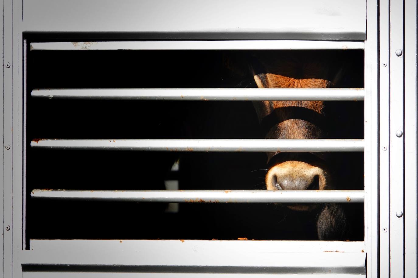 Tras la pasada edición marcada por la pandemia, el certamen de Santa Teresa ha reunido a unas 1.200 reses en el recinto de la piscifactoría, de nuevo con presencia de público