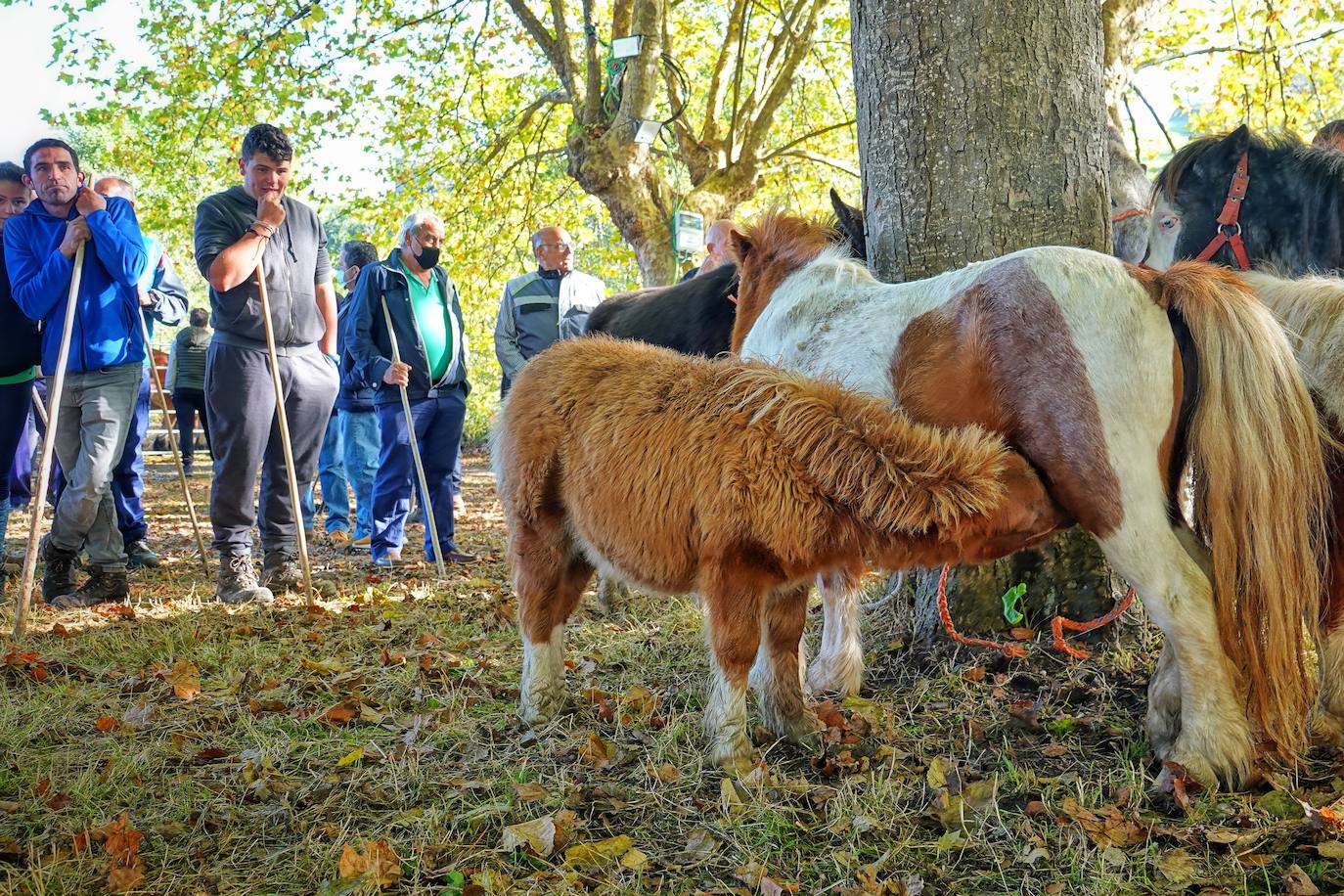 Tras la pasada edición marcada por la pandemia, el certamen de Santa Teresa ha reunido a unas 1.200 reses en el recinto de la piscifactoría, de nuevo con presencia de público