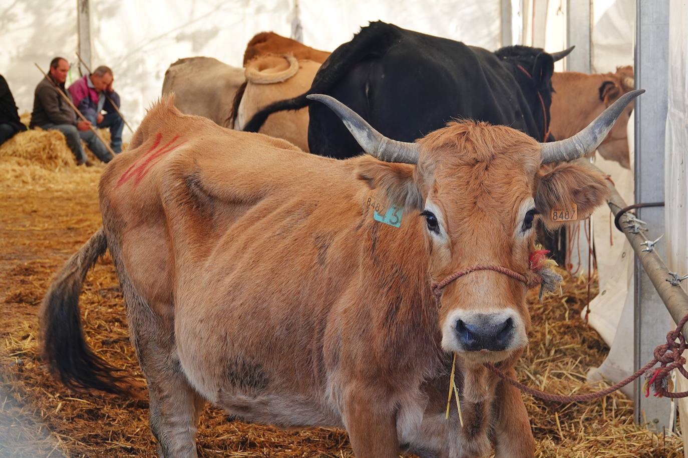 Tras la pasada edición marcada por la pandemia, el certamen de Santa Teresa ha reunido a unas 1.200 reses en el recinto de la piscifactoría, de nuevo con presencia de público