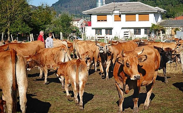 Feria ganadera de Infiesto 