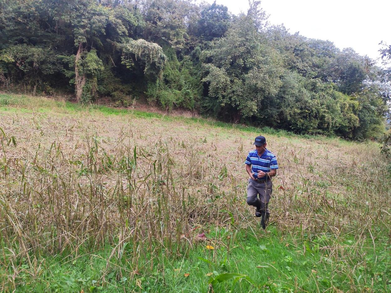 José Manuel López en la plantación destrozada por los jabalíes. 