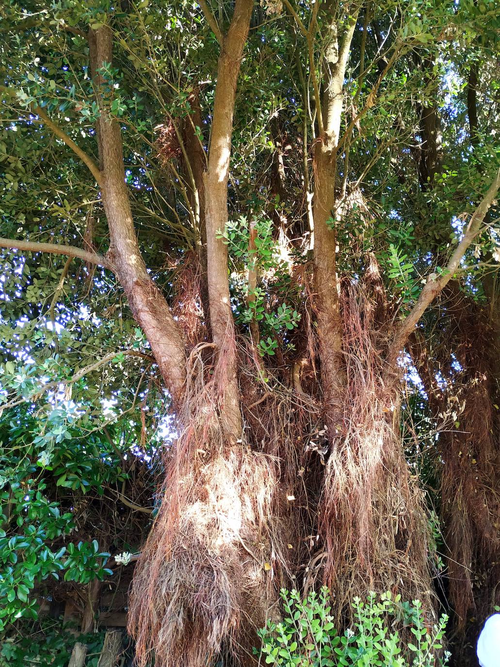 El origen de este bosque-jardín se remonta a hace 27 años, cuando José Rivera Larraya, marqués de San Nicolás de Noras, y su mujer Rosa María Pardo de Unceta, fueron comprando 58 fincas a 38 propietarios diferentes para hacer el mayor jardín botánico privado de Europa con cerca de 20 hectáreas.