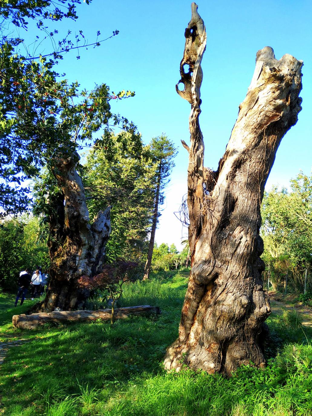 El origen de este bosque-jardín se remonta a hace 27 años, cuando José Rivera Larraya, marqués de San Nicolás de Noras, y su mujer Rosa María Pardo de Unceta, fueron comprando 58 fincas a 38 propietarios diferentes para hacer el mayor jardín botánico privado de Europa con cerca de 20 hectáreas.