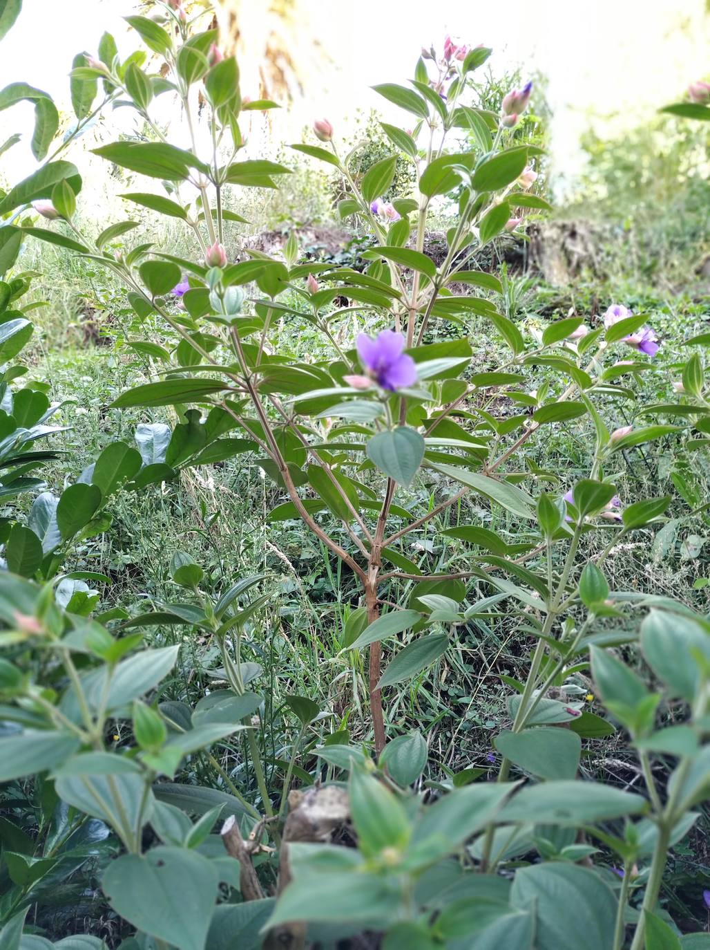 El origen de este bosque-jardín se remonta a hace 27 años, cuando José Rivera Larraya, marqués de San Nicolás de Noras, y su mujer Rosa María Pardo de Unceta, fueron comprando 58 fincas a 38 propietarios diferentes para hacer el mayor jardín botánico privado de Europa con cerca de 20 hectáreas.