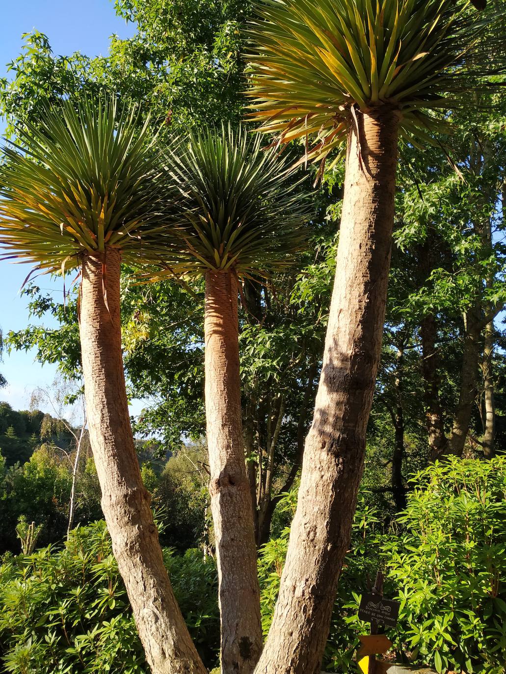 El origen de este bosque-jardín se remonta a hace 27 años, cuando José Rivera Larraya, marqués de San Nicolás de Noras, y su mujer Rosa María Pardo de Unceta, fueron comprando 58 fincas a 38 propietarios diferentes para hacer el mayor jardín botánico privado de Europa con cerca de 20 hectáreas.