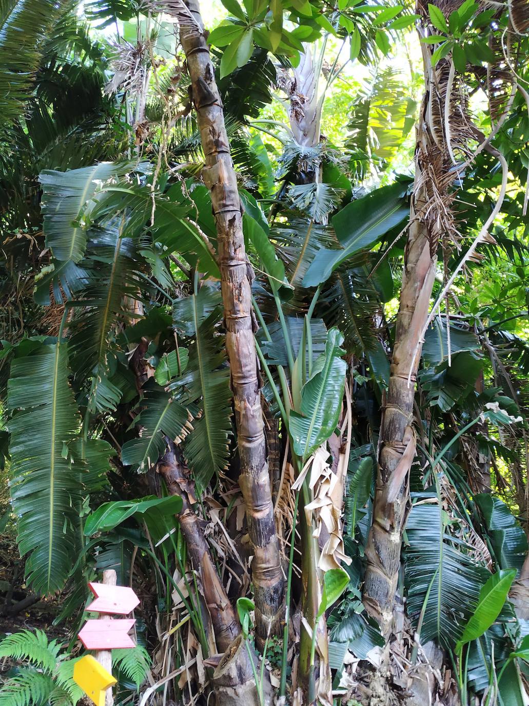 El origen de este bosque-jardín se remonta a hace 27 años, cuando José Rivera Larraya, marqués de San Nicolás de Noras, y su mujer Rosa María Pardo de Unceta, fueron comprando 58 fincas a 38 propietarios diferentes para hacer el mayor jardín botánico privado de Europa con cerca de 20 hectáreas.