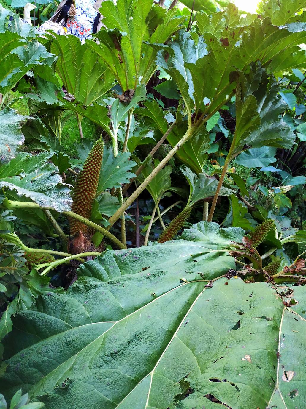 El origen de este bosque-jardín se remonta a hace 27 años, cuando José Rivera Larraya, marqués de San Nicolás de Noras, y su mujer Rosa María Pardo de Unceta, fueron comprando 58 fincas a 38 propietarios diferentes para hacer el mayor jardín botánico privado de Europa con cerca de 20 hectáreas.