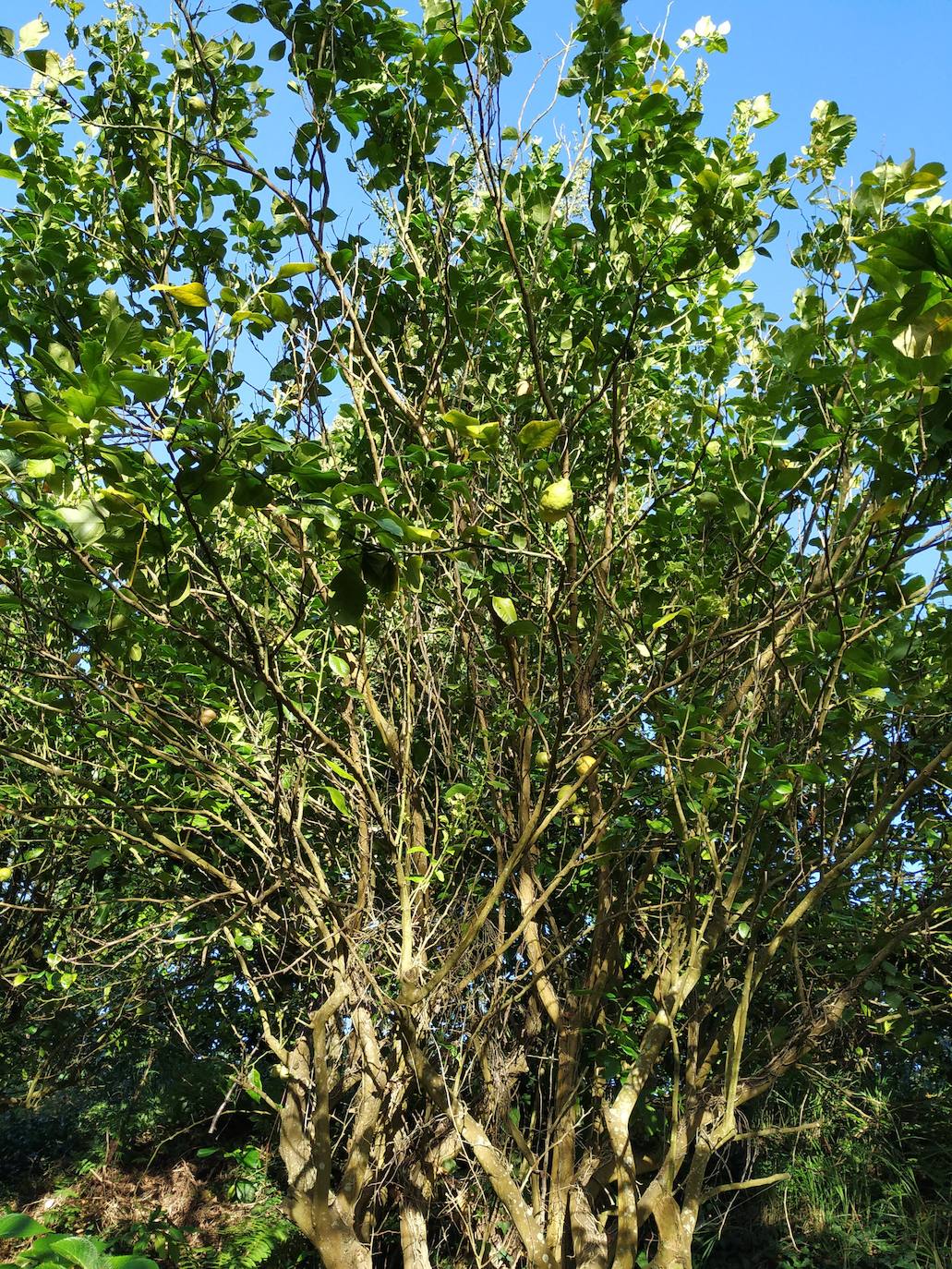 El origen de este bosque-jardín se remonta a hace 27 años, cuando José Rivera Larraya, marqués de San Nicolás de Noras, y su mujer Rosa María Pardo de Unceta, fueron comprando 58 fincas a 38 propietarios diferentes para hacer el mayor jardín botánico privado de Europa con cerca de 20 hectáreas.