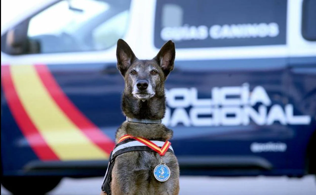 'Xana', el mejor olfato policial en la búsqueda de drogas. 