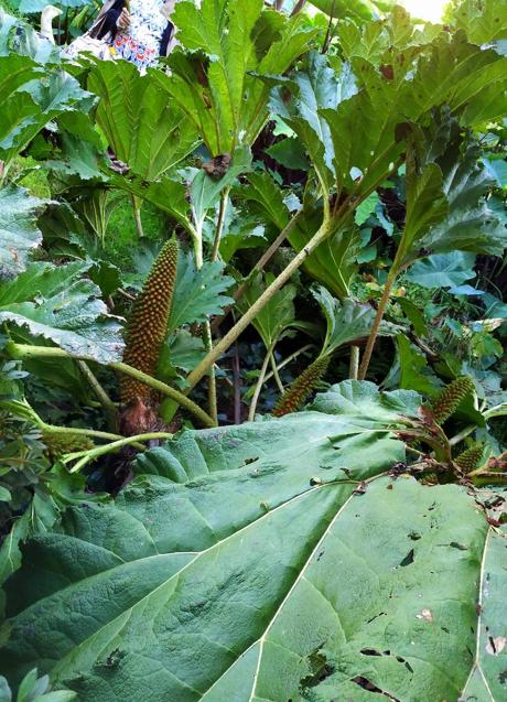 Imagen - Gunnera brasileña con hojas de 2 metros cuadrados.