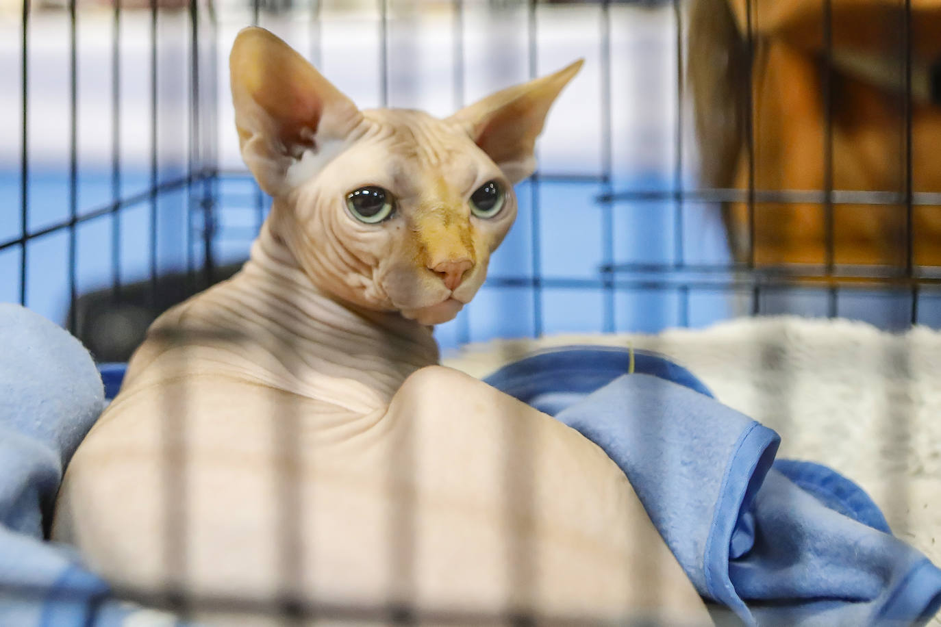 Los amantes de los animales tienen una cita este fin de semana en Gijón, donde se celebra Espacio Mascotas. Talleres, exposiciones, concursos y diversos servicios para el cuidado de las mascotas son algunos de los atractivos de estas cita. 