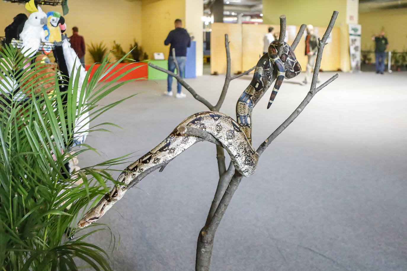 Los amantes de los animales tienen una cita este fin de semana en Gijón, donde se celebra Espacio Mascotas. Talleres, exposiciones, concursos y diversos servicios para el cuidado de las mascotas son algunos de los atractivos de estas cita. 