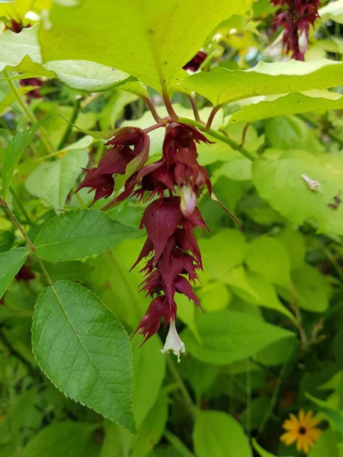 Extrañísimo y llamativo ejemplar de leycesteria formosa, natural de la cordillera del Himalaya, con sus características brácteas vináceas.