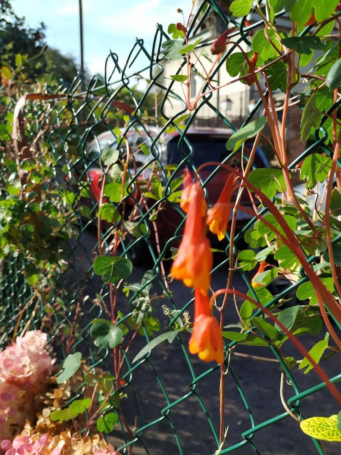 La mashua (Tropaeolum tuberosum) es oriunda de los Andes centrales y se desarrolla entre los 3.500 y los 4.100 metros de altitud.