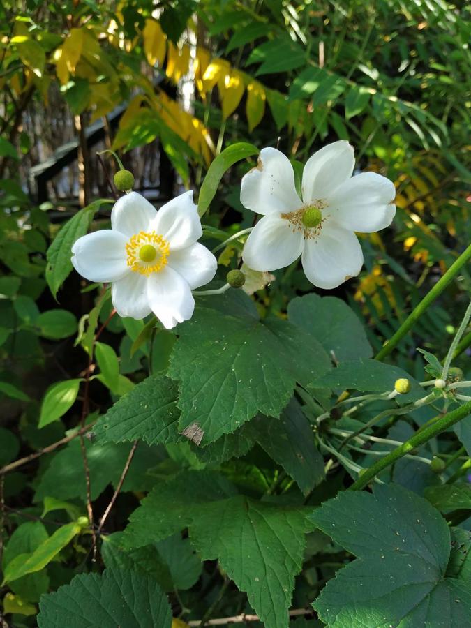 Las anémonas japónicas (Anémona hupehensis) son un tipo de planta herbácea perennifolia de flores vivaces. 