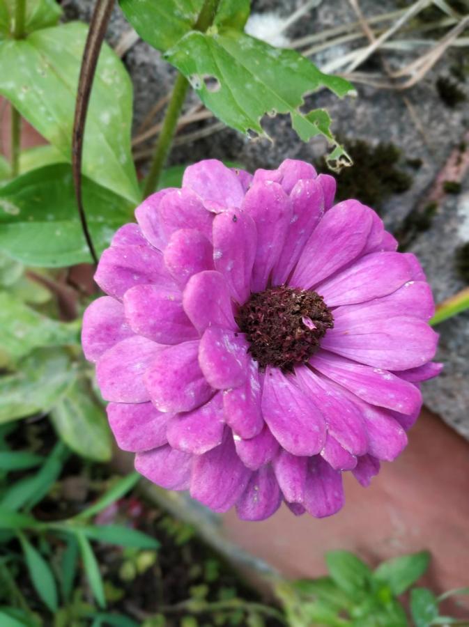 La zinia es un tipo de planta anual y perennifolia originaria de Centroamérica, también es conocida como rosa mística o flor de papel. 