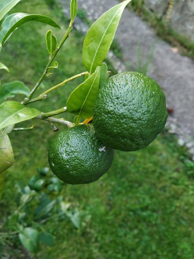 Otro de los pocos ejemplares de yuzu que existen en Asturias. Uno de los principales cítricos japonés tan utilizado en la alta cocina.