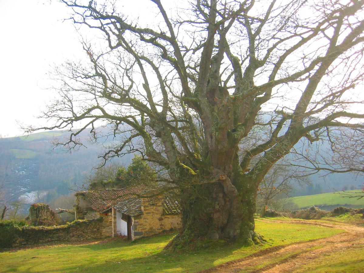 Carbayón de Valentín (Tineo): Sus grandes dimensiones, con 16 m de altura, 10,50 m de diámetro normal y 20 m de diámetro de copa, lo convierten posiblemente en el mayor roble de Asturias, una de las razones por las que el carbayón de Valentín fue declarado Monumento Natural. Un roble ubicado en la localidad de Valentín, perteneciente al concejo de Tineo y junto a la capilla de San Pedro, que también puede presumir de su antigüedad, y es que esta ha quedado corroborada por datos históricos anteriores al descubrimiento de América (1.021).