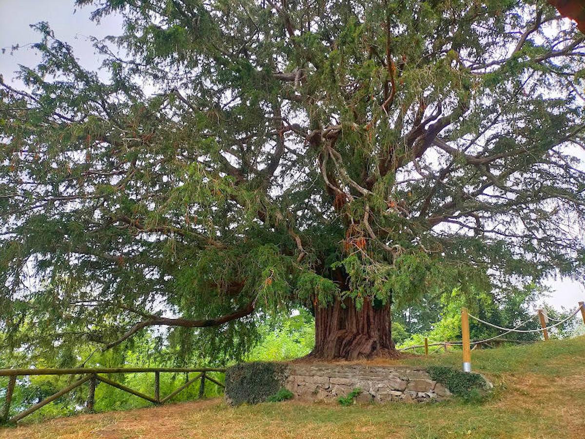 Tejo de Bermiego (Quirós): Uno de los Monumentos naturales más importantes del Principado de Asturias y con una edad que supera el millar de años, ese es el Tejo de Bermiego. Un Tejo considerado el más antiguo de esta región y que se encuentra ubicado en el pueblo de Bermiego (Quirós). Destaca, además de por su antiguedad, por sus imponentes medidas con 13 m de altura, 6,82 m de diámetro y 15 m de diámetro de copa. También se le conoce como 'Texu l'Iglesia', algo relacionado con su ubicación, ya que se encuentra junto a la Igledia de Santa María. Un lugar excepcional para relajarse y disfrutar del entorno de naturaleza que rodea este mágico lugar.