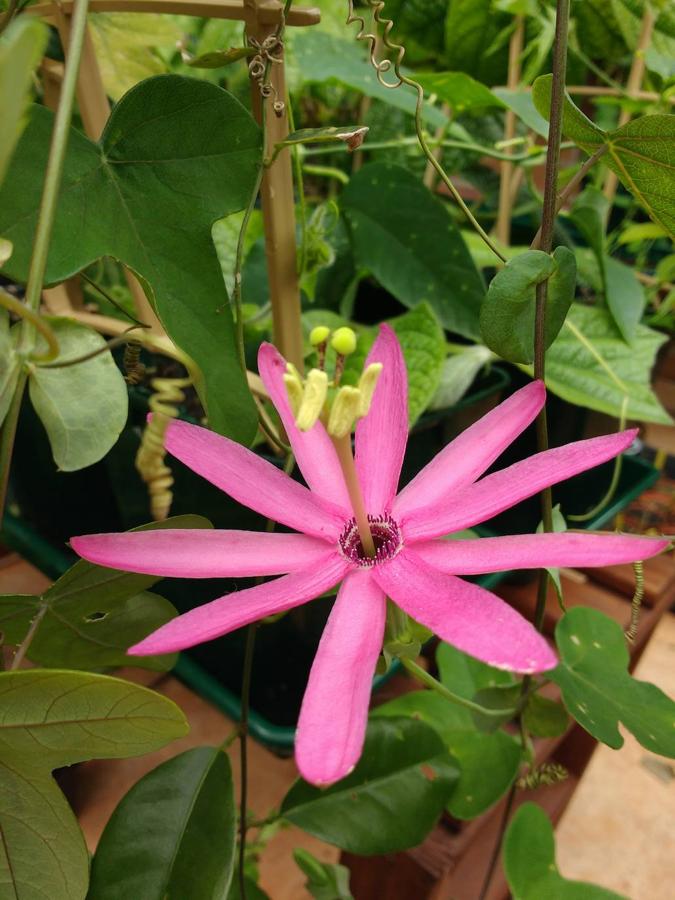 Passiflora reflexiflora, natural de Ecuador, de diez grandes pétalos fucsias caracterizada por la ausencia de corona de hebras y un largo aparato reproductor con clavos verdes. 