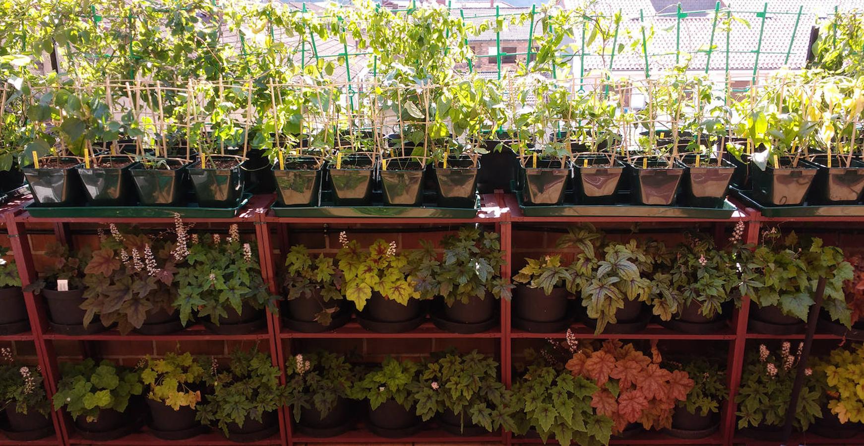 Detalle de la colocación de las passifloras en estantes de tres pisos. 