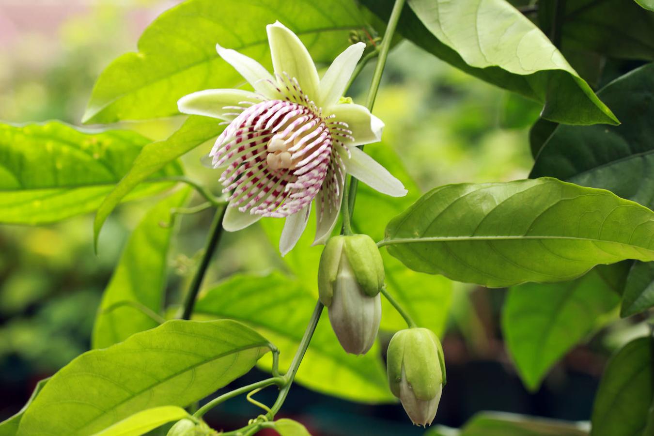 Passiflora chaparensis de hebras verticales apuntadas. 