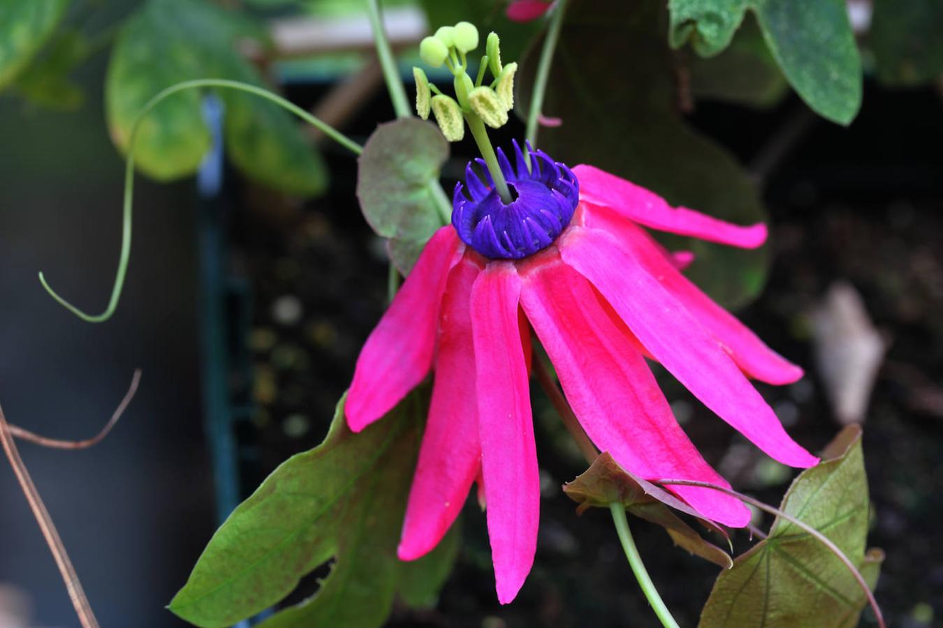 Passiflora edmondoi fucsia. Es oriunda del suroeste de Brasil y fue así denominada por Edmundo Pereira. 