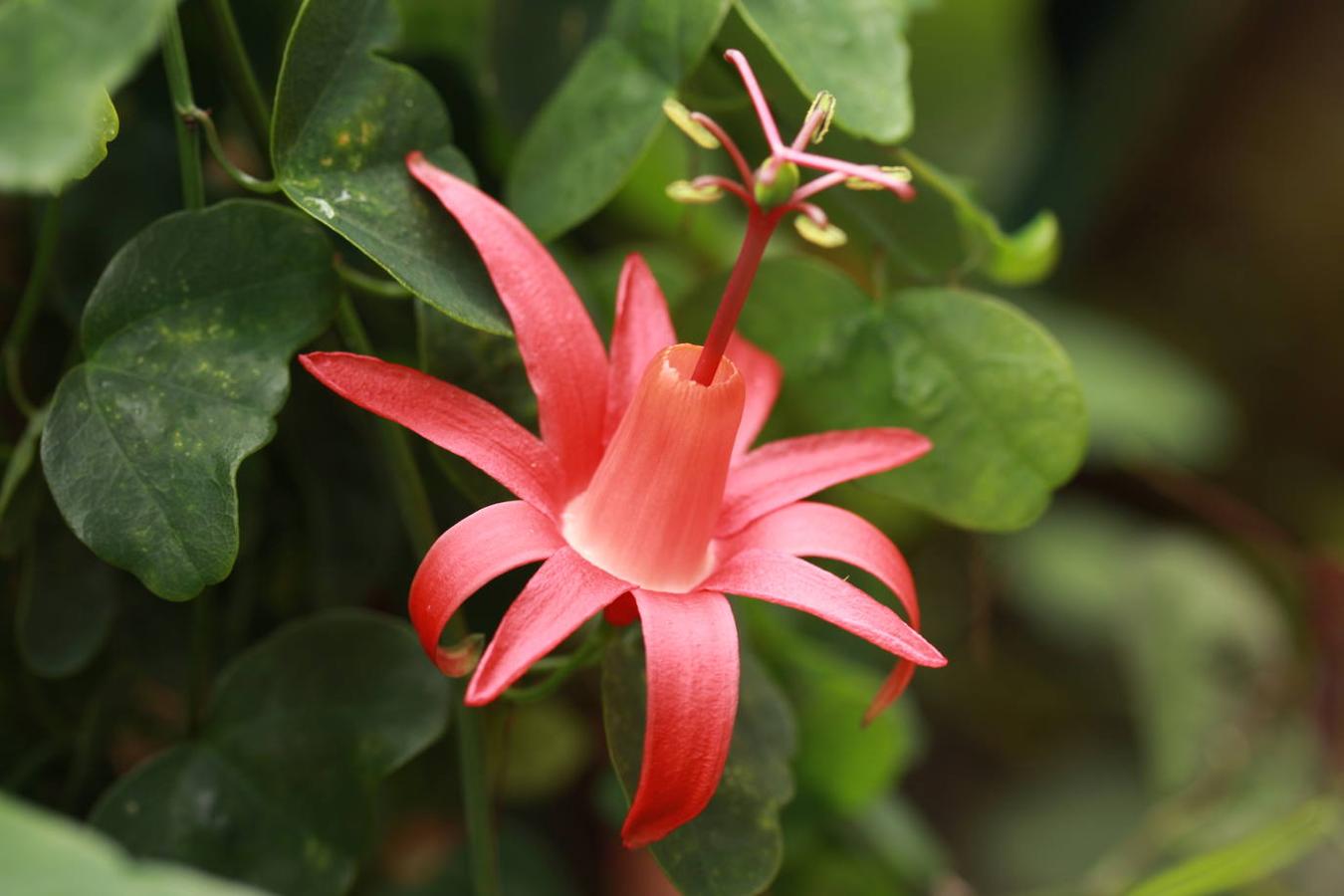 La passiflora murucuja, de color rojo brillante intenso, es natural de las islas Vírgenes. 