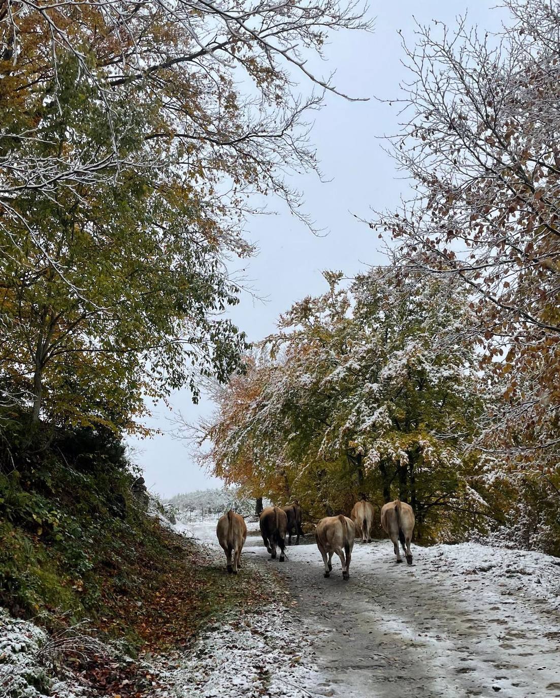 Carbayalin (Puerto Vegarada)