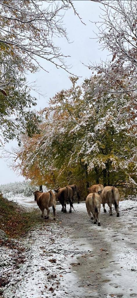 Carbayalin (Puerto Vegarada)