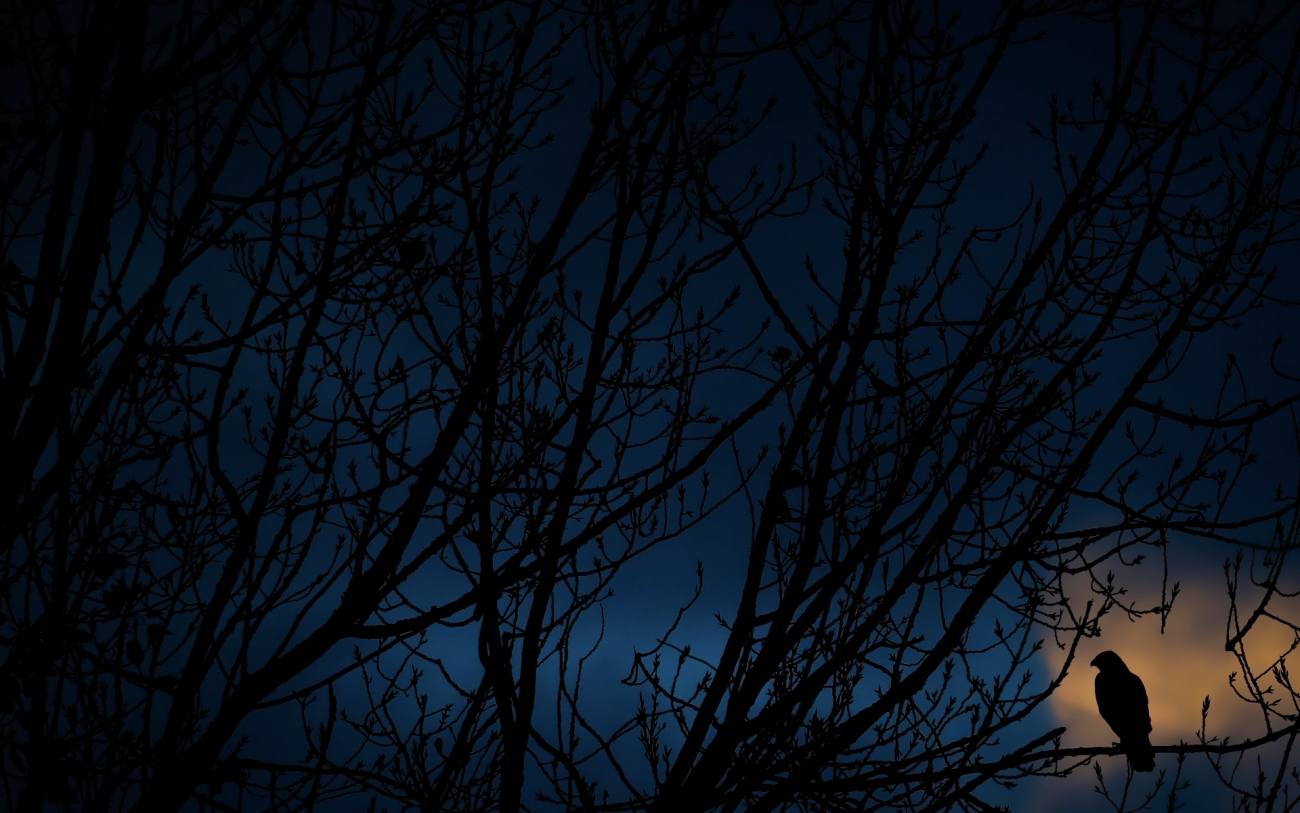 Estas son las instantáneas ganadoras de los Premios de Fotografía Siena | Menores de 20. ‘Buzzard at Dusk’, de Ben Pulletz. “Estaba fotografiando la puesta de sol cuando noté que las nubes comenzaban a ponerse realmente atmosféricas y de mal humor. Un ratonero estaba originalmente en un poste, pero me vio y voló hacia un árbol. Coloqué el buitre en la mancha clara de la nube y lo subexpuse para mantener el resto de la imagen más oscuro para atraer su atención hacia el buitre”.