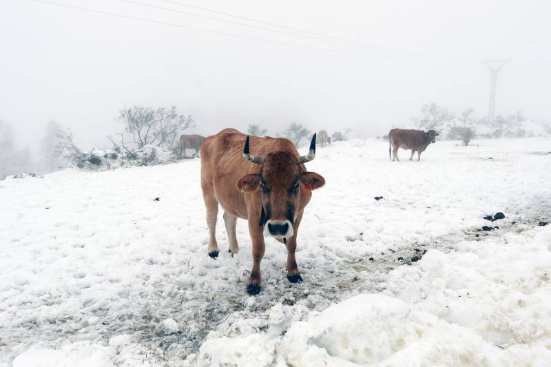 Fotos: Asturias, bajo la nieve