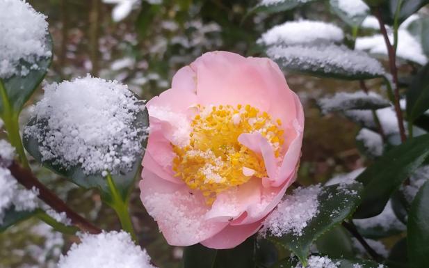 Una de las camelias de Bene bajo la nieve. 