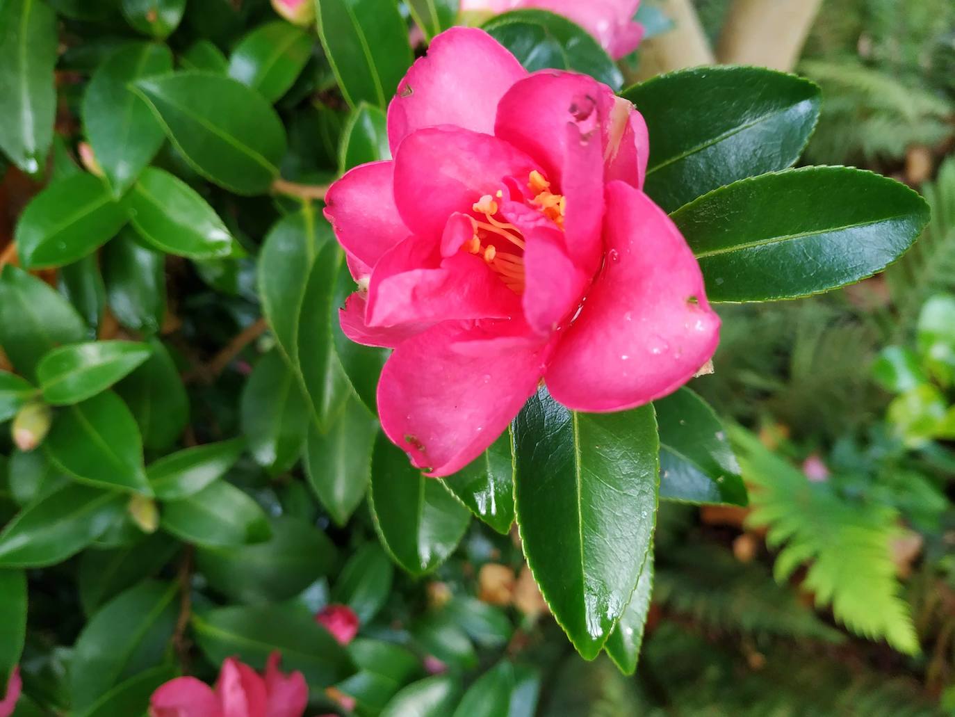 Una camelia en flor.