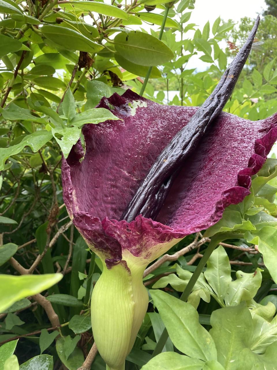 Espectacular flor de la dragonera que solo dura un día abierta.