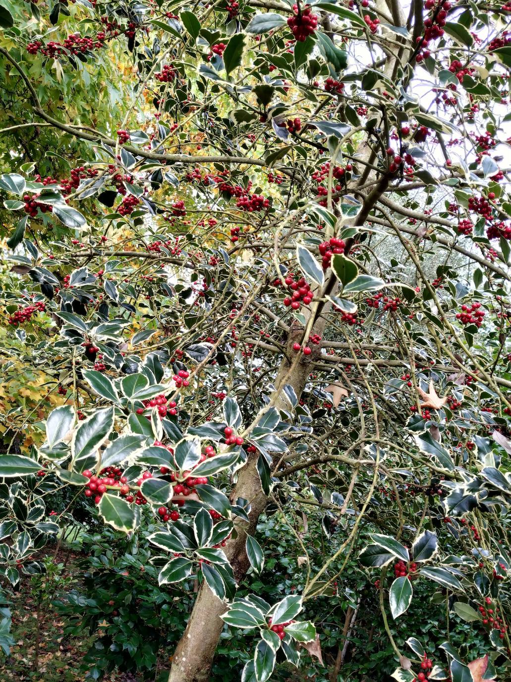 Acebo variegado (manchado).