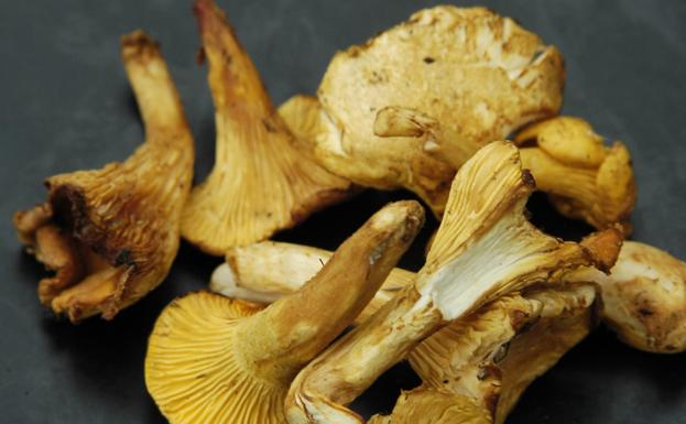 Rebozuelo(Cantharellus cibarius).