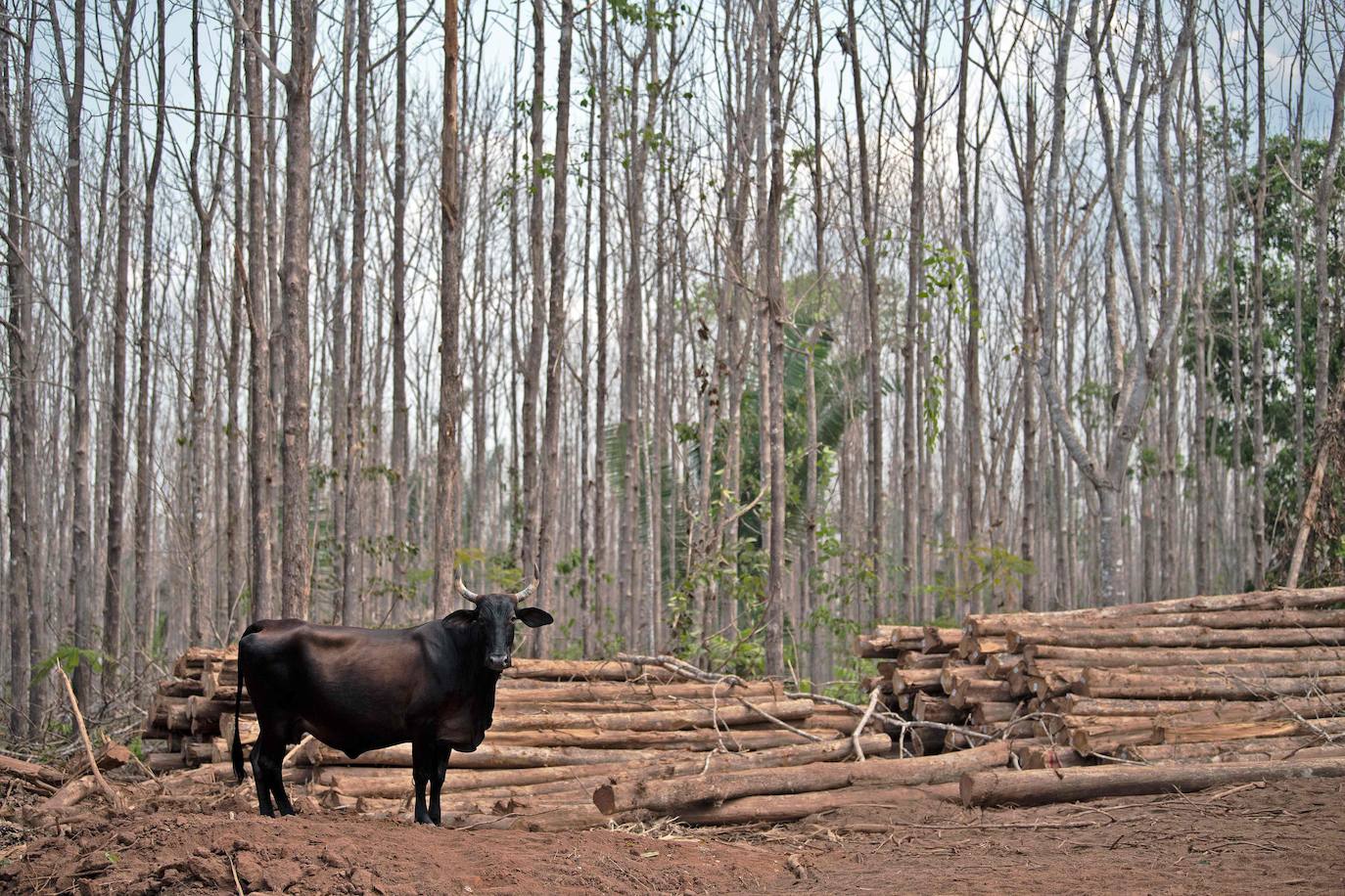  El Amazonas, hogar de más de tres millones de especies, es uno de los entornos naturales más castigados por la contaminación. Las deforestaciones y las emisiones de dióxido de carbono se han disparado en los últimos 50 años. Especies como los jaguares y las águilas arpías están amenazadas por la deforestación. 