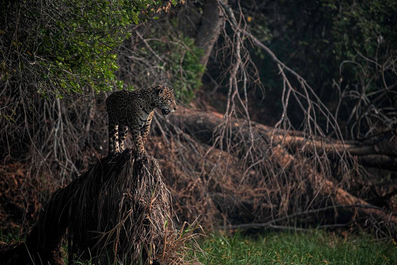  El Amazonas, hogar de más de tres millones de especies, es uno de los entornos naturales más castigados por la contaminación. Las deforestaciones y las emisiones de dióxido de carbono se han disparado en los últimos 50 años. Especies como los jaguares y las águilas arpías están amenazadas por la deforestación. 